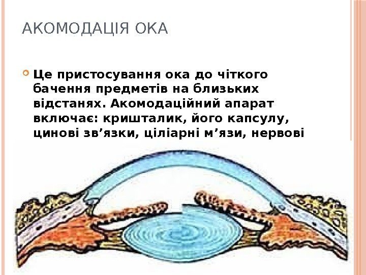 АКОМОДАЦІЯ ОКА Це пристосування ока до чіткого бачення предметів на близьких відстанях. Акомодаційний апарат