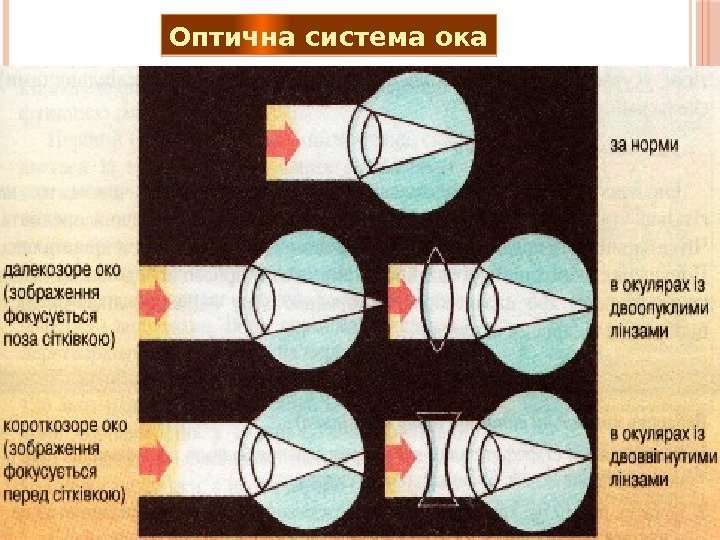 Оптична система ока  041323 