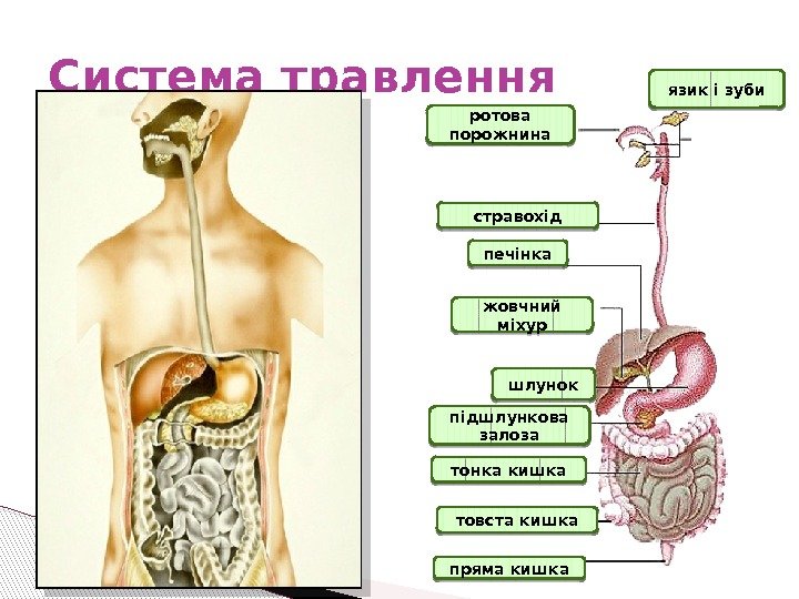 Система травлення пряма кишка ротова порожнина стравохід печінка товста кишкапідшлункова залоза тонка кишка шлунокжовчний