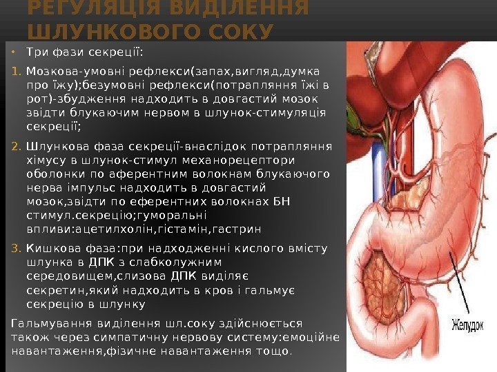 РЕГУЛЯЦІЯ ВИДІЛЕННЯ ШЛУНКОВОГО СОКУ • Три фази секреції: 1. Мозкова-умовні рефлекси(запах, вигляд, думка про