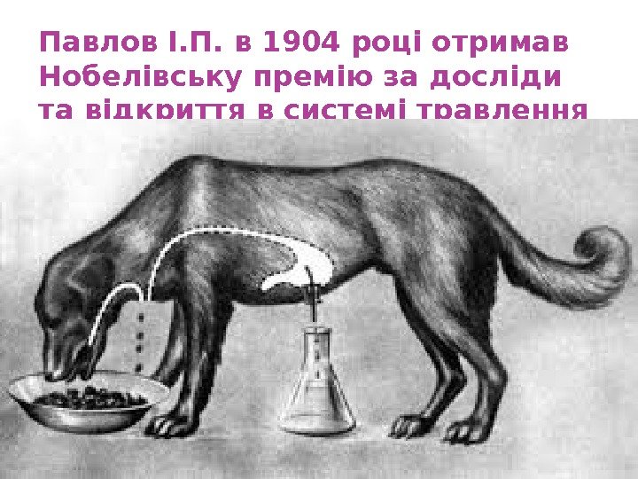 Павлов І. П. в 1904 році отримав Нобелівську премію за досліди та відкриття в