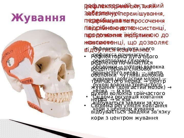 Жування рефлекторний акт, який забезпечує перемішування,  подрібнення та просочення їжі слиною до консистенці,