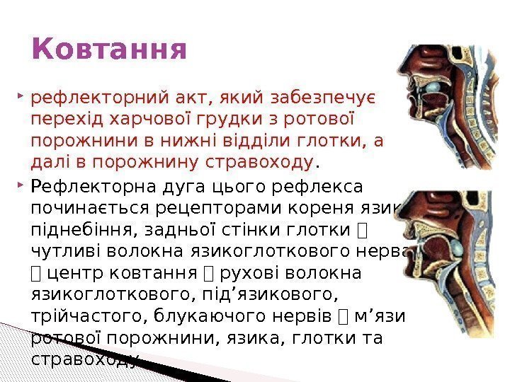  рефлекторний акт, який забезпечує перехід харчової грудки з ротової порожнини в нижні відділи