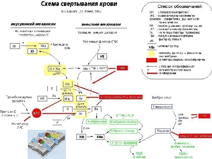 Схема сворачивания крови