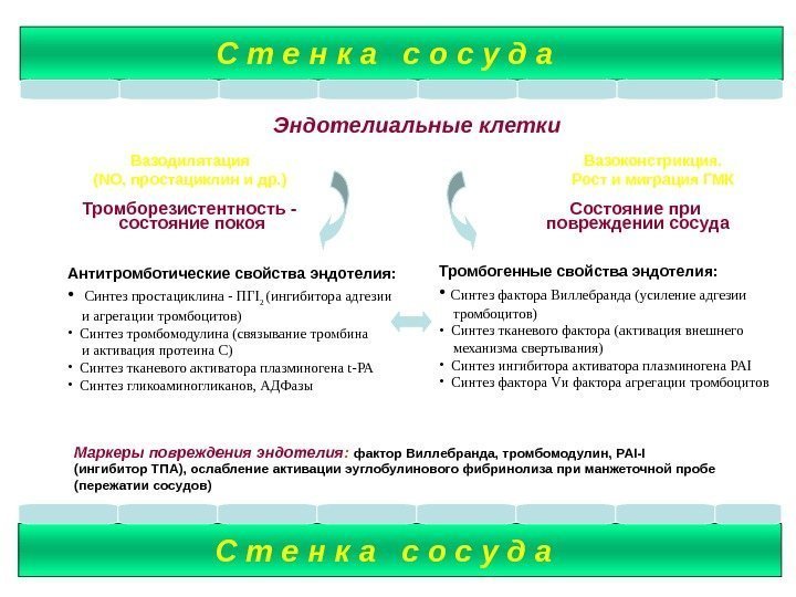 Механизм тромборезистентности сосудистой стенки