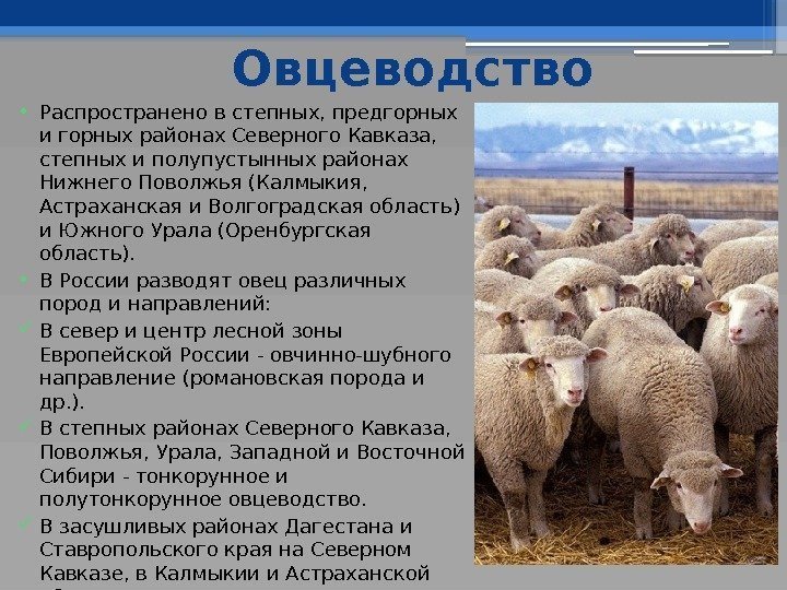 Овцеводство • Распространено в степных, предгорных и горных районах Северного Кавказа,  степных и