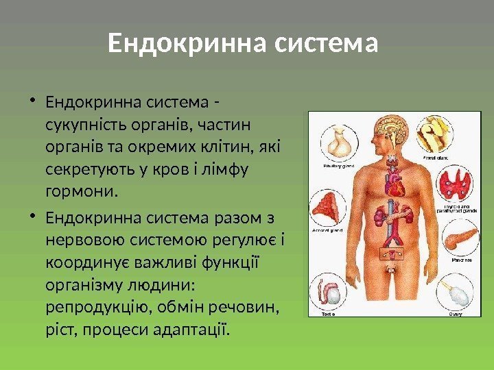  • Ендокринна система - сукупність органів, частин органів та окремих клітин, які секретують