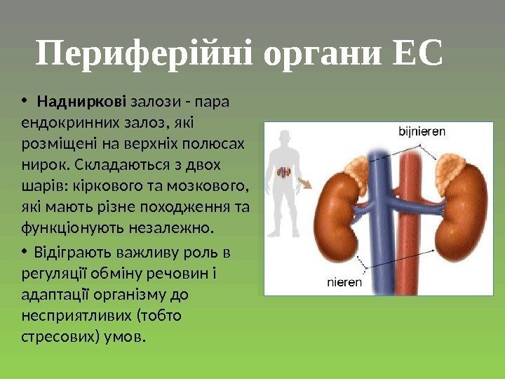  • Надниркові залози - пара ендокринних залоз, які розміщені на верхніх полюсах нирок.