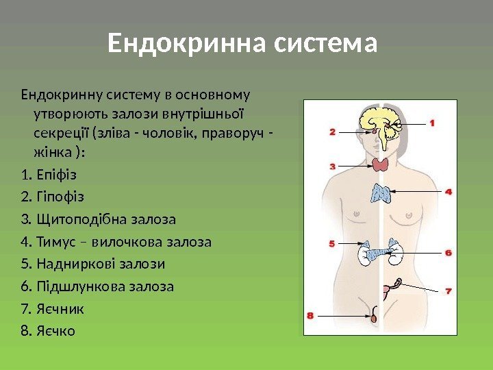 Ендокринну систему в основному утворюють залози внутрішньої секреції (зліва - чоловік, праворуч - жінка