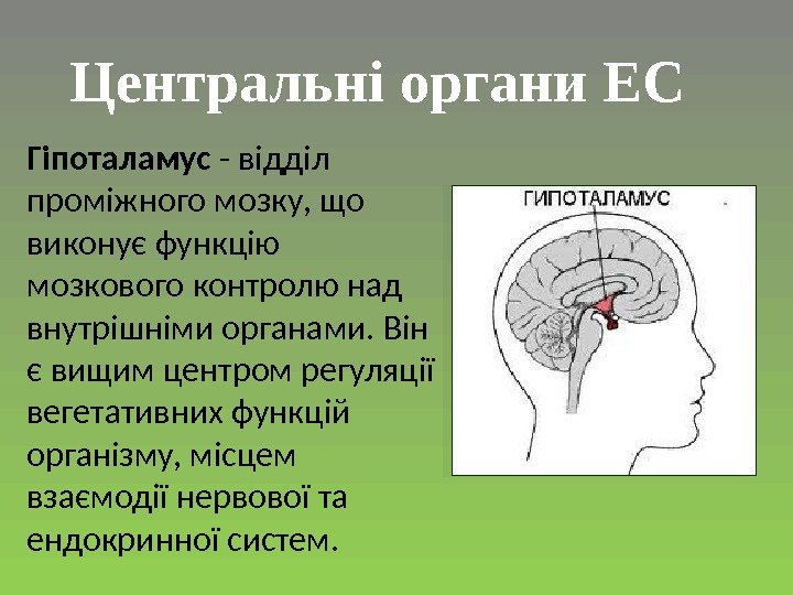 Гіпоталамус - відділ проміжного мозку, що виконує функцію мозкового контролю над внутрішніми органами. Він