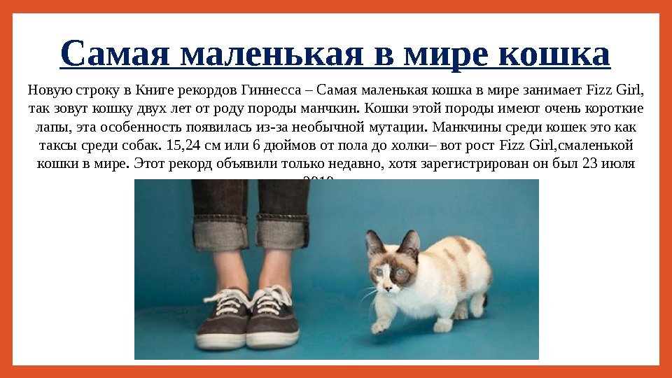 Самая маленькая в мире кошка Новую строку в Книге рекордов Гиннесса – Самая маленькая
