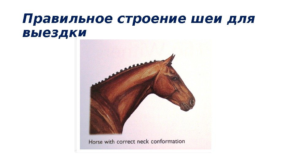 Колоть лошадей. Внутримышечно лошади в шею. Шея лошади. Шея лошади анатомия. Как колоть лошадь в шею.