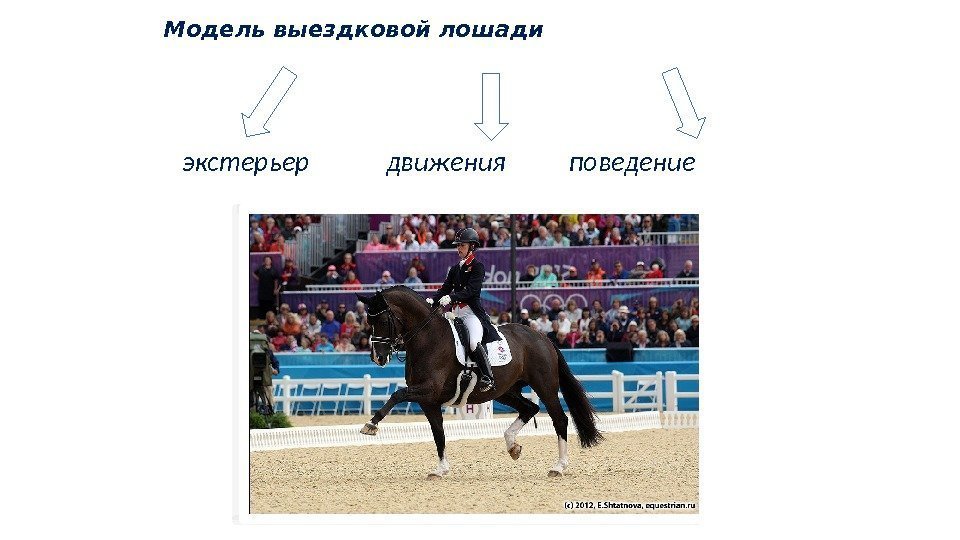 Модель выездковой лошади экстерьер  движения   поведение 