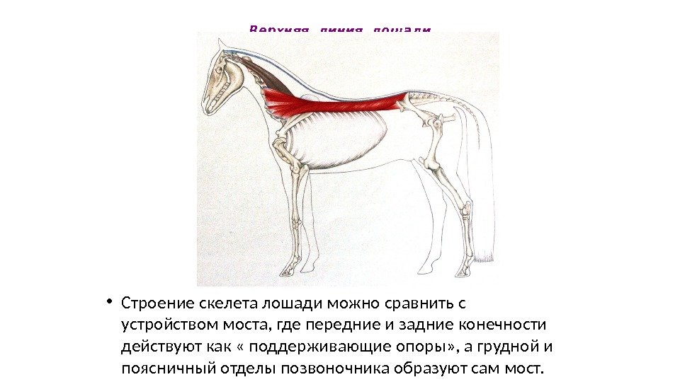 Верхняя линия лошади • Строение скелета лошади можно сравнить с устройством моста, где передние