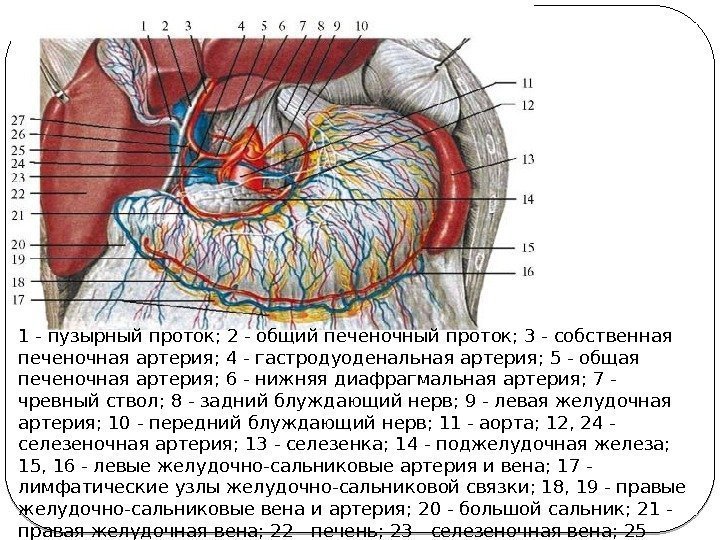 1 - пузырный проток; 2 - общий печеночный проток; 3 - собственная печеночная артерия;