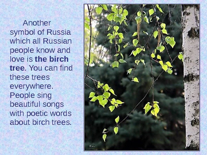 Another symbol of Russia which all Russian people know and love is the birch