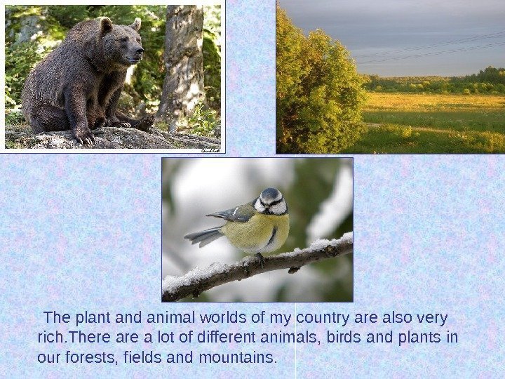  The plant and animal worlds of my country are also very rich. There