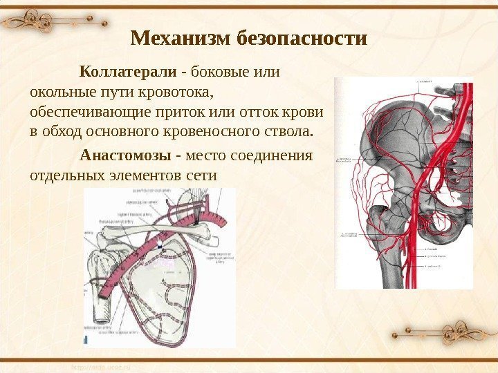 Механизм безопасности Коллатерали - боковые или окольные пути кровотока,  обеспечивающие приток или отток