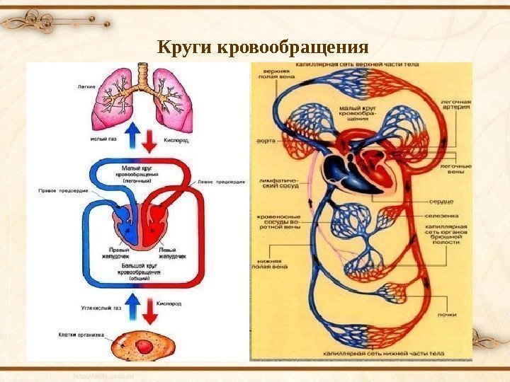 Круги кровообращения 