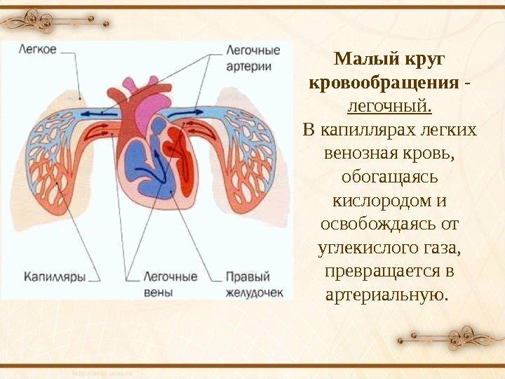 Малый круг кровообращения - легочный. В капиллярах легких венозная кровь,  обогащаясь кислородом и