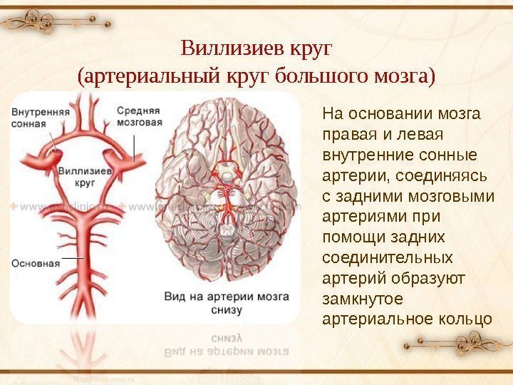 Виллизиев круг (артериальный круг большого мозга) На основании мозга правая и левая внутренние сонные