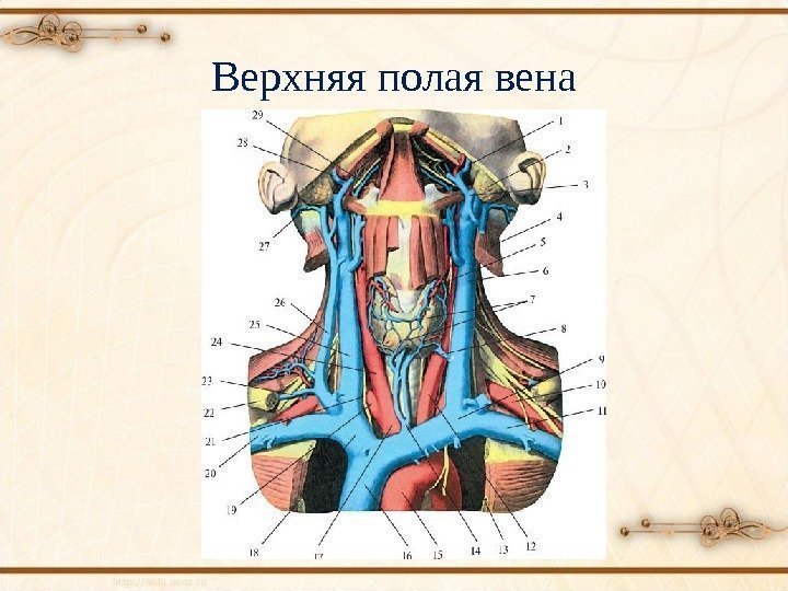 Верхняя полая вена 