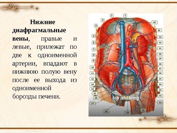 Нижние диафрагмальные вены ,  правые и левые,  прилежат по две к одноименной