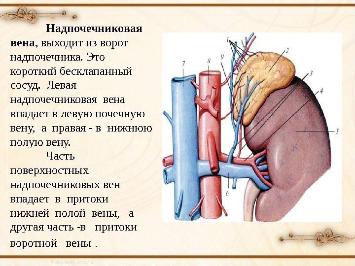 Надпочечниковая вена , выходит из ворот надпочечника. Это короткий бесклапанный сосуд.  Левая надпочечниковая