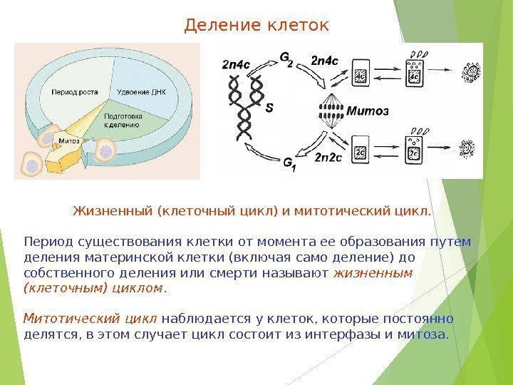 Деление клетки митотический цикл. Митоз и митотический цикл клетки. Жизненный цикл интерфаза. Митотический цикл периоды интерфазы. Стадии клеточного цикла.