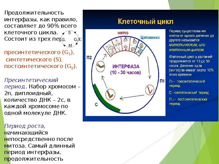 Таблица интерфазы