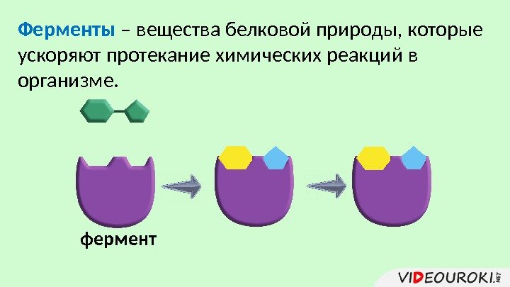 Ферменты – вещества белковой природы, которые ускоряют протекание химических реакций в организме. фермент 