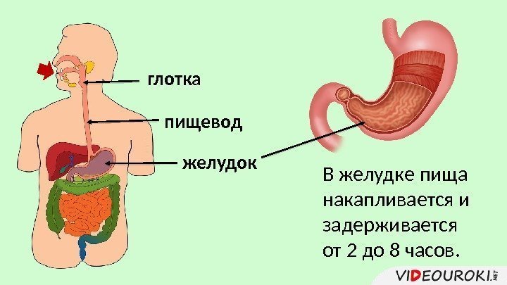 глотка пищевод желудок В желудке пища накапливается и задерживается от 2 до 8 часов.