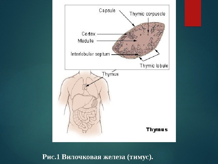 Рис. 1 Вилочковая железа (тимус).  