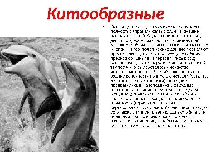 Китообразные • Киты и дельфины, — морские звери, которые полностью утратили связь с сушей