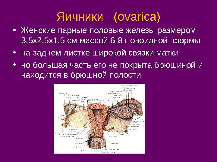Яичники  ( ovarica) • Женские парные половые железы размером 3, 5 х2, 5