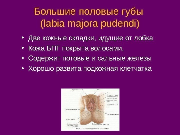 Большие половые губы ( labia majora pudendi ) • Две кожные складки, идущие от