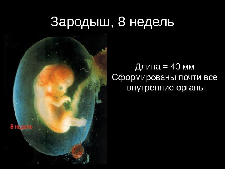 Зародыш, 8 недель Длина = 40 мм Сформированы почти все  внутренние органы 