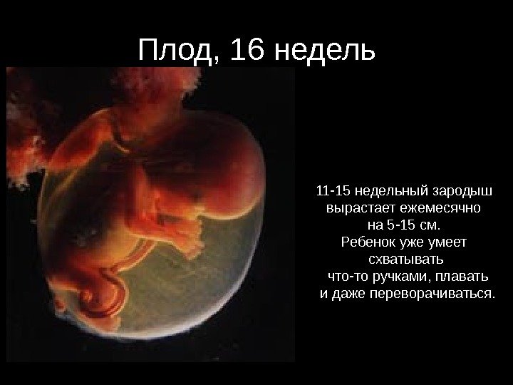Плод, 16 недель 11 -15 недельный зародыш вырастает ежемесячно на 5 -15 см. 