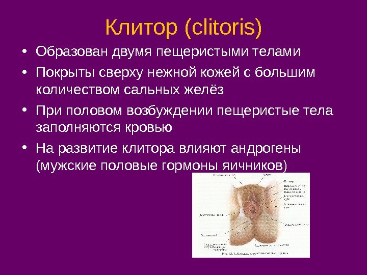 Клитор ( clitoris) • Образован двумя пещеристыми телами • Покрыты сверху нежной кожей с