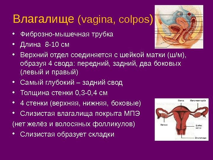 Влагалище ( vagina, colpos ) • Фиброзно-мышечная трубка  • Длина 8 -10 см