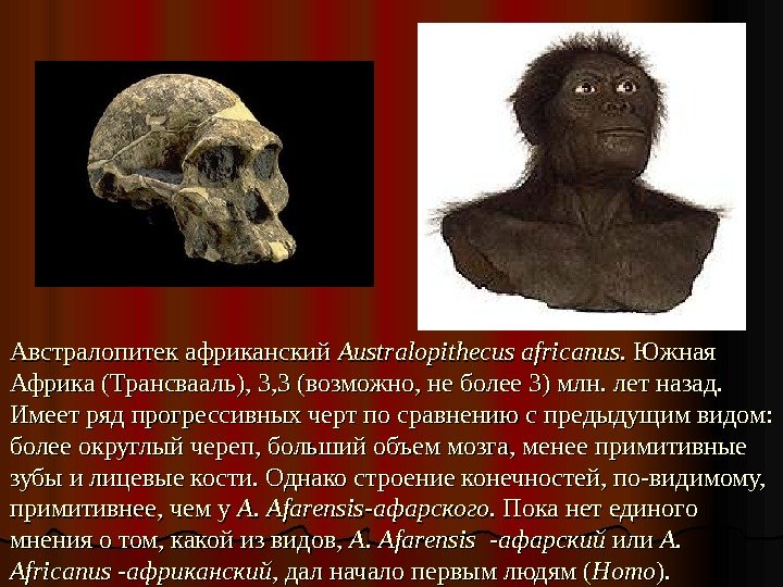 Австралопитек африканский Australopithecus africanus. .  Южная Африка (Трансвааль), 3, 3 (возможно, не более