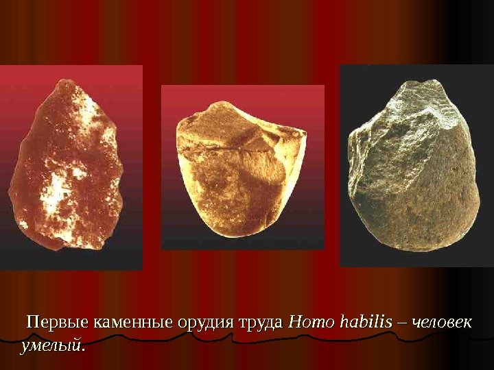   Первые каменные орудия труда Homo habilis – человек умелый. .  