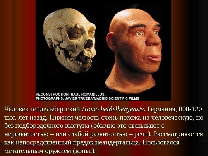 Человек гейдельбергский Homo heidelbergensis. .  Германия, 800 -130 тыс. лет назад. Нижняя челюсть