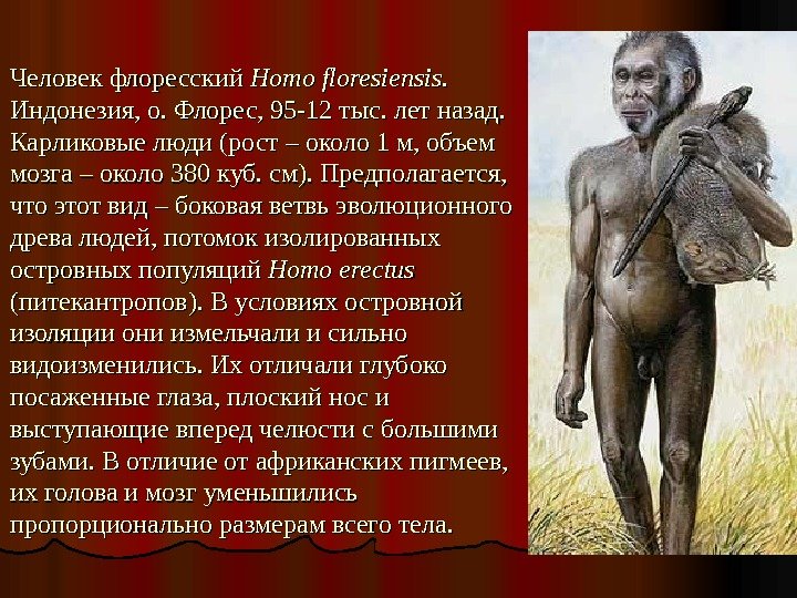 Человек флоресский Homo floresiensis. . Индонезия, о. Флорес, 95 -12 тыс. лет назад. 