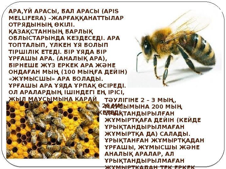 АРА, ҮЙ АРАСЫ, БАЛ АРАСЫ (APІS MELLІFERA) –ЖАРҒАҚҚАНАТТЫЛАР ОТРЯДЫНЫҢ ӨКІЛІ.  ҚАЗАҚСТАННЫҢ БАРЛЫҚ ОБЛЫСТАРЫНДА