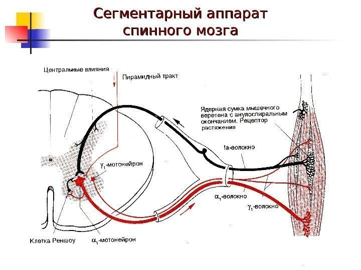 Сегментарный аппарат спинного мозга 