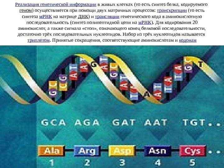 Реализация генетической информации в живых клетках (то есть синтез белка, кодируемого геном ) осуществляется