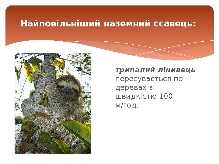 трипалий лінивець пересувається по деревах зі швидкістю 100 м/год. Найповільніший наземний ссавець: 