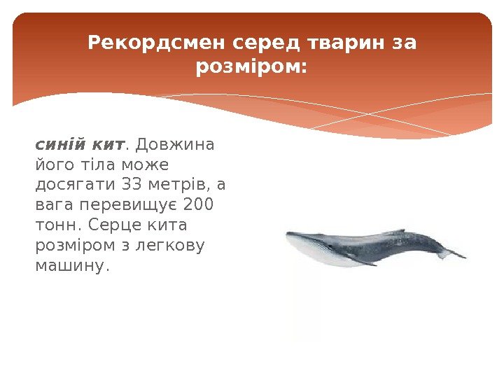 синій кит. Довжина його тіла може досягати 33 метрів, а вага перевищує 200 тонн.