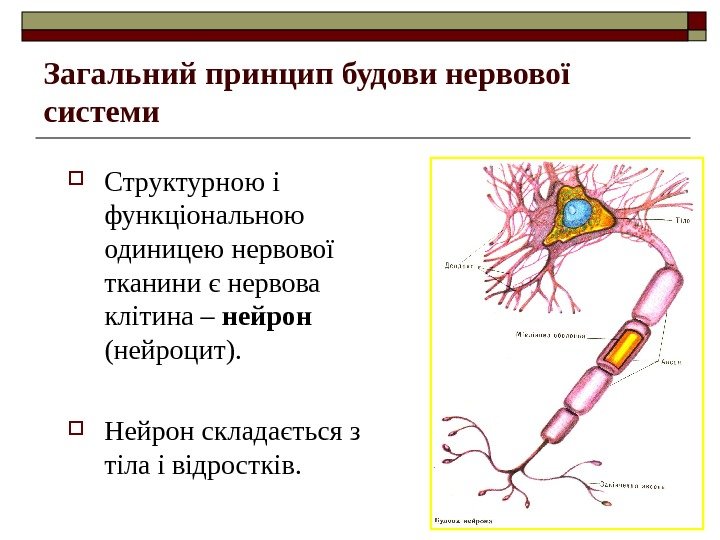 Загальний принцип будови нервової системи Структурною і функціональною одиницею нервової тканини є нервова клітина